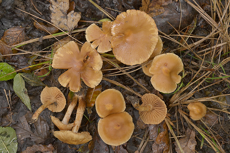 Cortinarius (subgenus Telamonia) hinnuleus